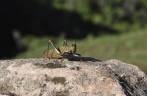 Close-up de um grilo no mirante dos tepuis, na Gran Sabana, na Venezuela